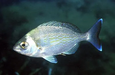 Black seabream (Spondyliosoma cantharus)