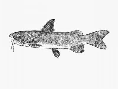 Black seacatfish (Galeichthys ater)