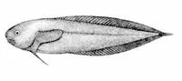 Black seasnail (Paraliparis bathybius)