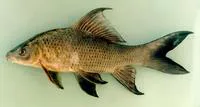 Black sharkminnow (Labeo chrysophekadion)