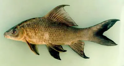 Black sharkminnow (Labeo chrysophekadion)
