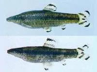 Black shinner (Pseudopungtungia nigra)