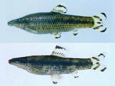 Black shinner (Pseudopungtungia nigra)