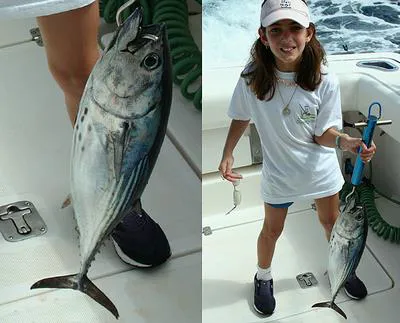Black skipjack (Euthynnus lineatus)