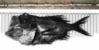 Black slimehead (Hoplostethus cadenati)