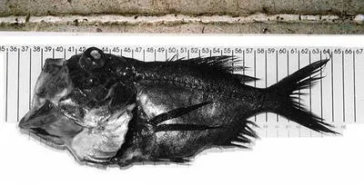 Black slimehead (Hoplostethus cadenati)