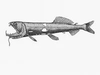 Black snaggletooth (Astronesthes indicus)
