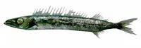 Black snake mackerel (Nealotus tripes)