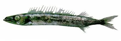 Black snake mackerel (Nealotus tripes)