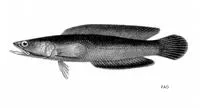 Black snakehead (Channa melasoma)