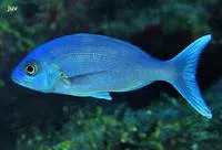 Black snapper (Apsilus dentatus)