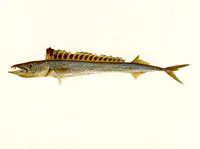 Black snoek (Thyrsitoides marleyi)