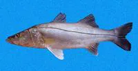 Black snook (Centropomus nigrescens)