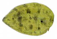 Black sole (Brachirus niger)