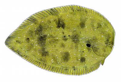 Black sole (Brachirus niger)