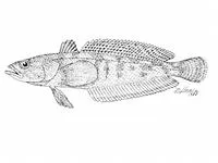 Black southern cod (Patagonotothen tessellata)