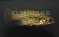 Black splitfin (Xenotoca melanosoma)