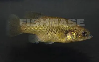 Black splitfin (Xenotoca melanosoma)