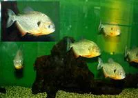 Black spot piranha (Pygocentrus cariba)