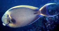 Black-spot surgeonfish (Acanthurus bariene)