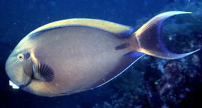 Black-spot surgeonfish (Acanthurus bariene)