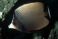 Black-spotted butterflyfish (Chaetodon nigropunctatus)
