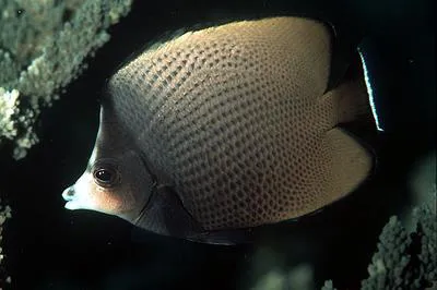 Black-spotted butterflyfish (Chaetodon nigropunctatus)
