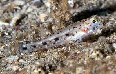 Black-spotted goby (Istigobius nigroocellatus)