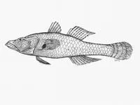 Black-spotted gudgeon (Butis melanostigma)
