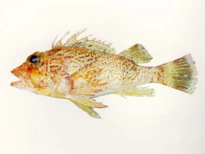 Black-spotted gurnard perch (Neosebastes nigropunctatus)