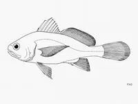 Black stardrum (Stellifer melanocheir)