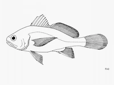 Black stardrum (Stellifer melanocheir)
