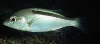 Black-streaked monocle bream (Scolopsis taeniata)