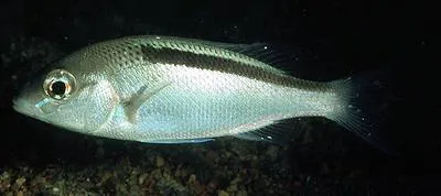 Black-streaked monocle bream (Scolopsis taeniata)