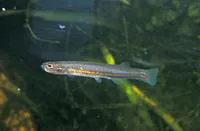 Black-stripe minnow (Galaxiella nigrostriata)