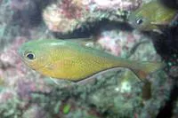 Black-stripe sweeper (Pempheris schwenkii)
