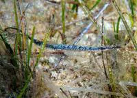 Black-striped pipefish (Syngnathus abaster)