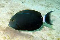 Black surgeonfish (Acanthurus gahhm)