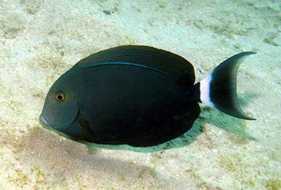 Black surgeonfish (Acanthurus gahhm)