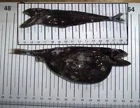 Black swallower (Chiasmodon niger)