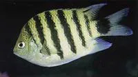 Black-tail sergeant (Abudefduf lorenzi)