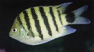 Black-tail sergeant (Abudefduf lorenzi)