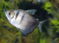 Black tetra (Gymnocorymbus ternetzi)