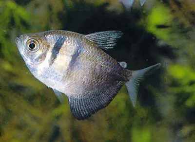 Black tetra (Gymnocorymbus ternetzi)