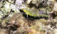 Black-throated triplefin (Helcogramma decurrens)