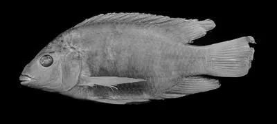 Black tilapia (Oreochromis placidus placidus)