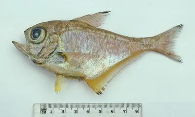 Black-tipped bullseye (Pempheris affinis)