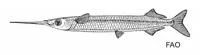 Black-tipped garfish (Hyporhamphus neglectissimus)