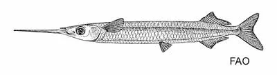 Black-tipped garfish (Hyporhamphus neglectissimus)