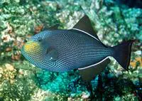 Black triggerfish (Melichthys niger)